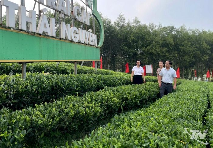 Vùng chè Trại Cài, xã Đồng Hỷ, sẵn sàng đón du khách đến trải nghiệm các nương chè đẹp và thưởng thức văn hóa trà.