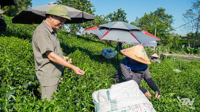 Gia đình ông Lê Quang Nghìn, xã Tân Cương đang tích cực chuẩn bị các sản phẩm đặc biệt cho Festival Trà.