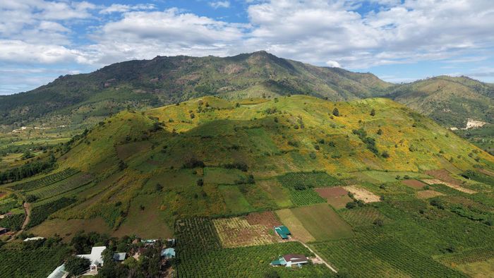 Có lẽ đẹp và tinh túy nhất của dã quỳ mùa này hội tụ vào phía cánh đồng và quần thể núi lửa Chư Đăng Ya, một ngọn núi lửa đã tắt từ hàng triệu năm trước, nằm tại làng La Gri (xã Biển Hồ) cách trung tâm Pleiku khoảng 30km về phía Đông Bắc.