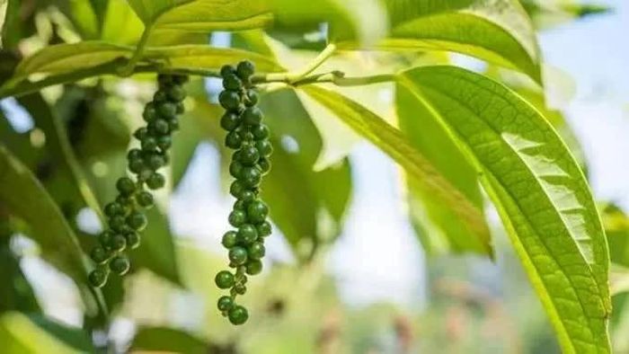 Giá tiêu trong nước hôm nay điều chỉnh giảm. Ảnh minh họa