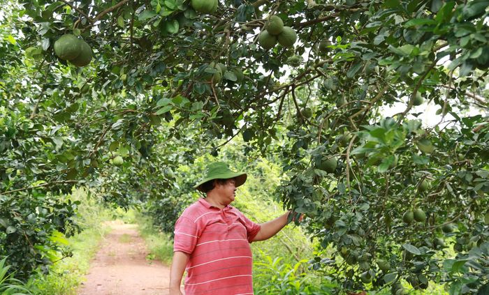 Khu vực trồng bưởi da xanh theo mô hình nông nghiệp hữu cơ tại xã Bình Tân, TP. Đồng Nai. Ảnh: Văn Dũng