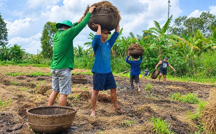 Rơm thải sau trồng nấm được HTX Dịch vụ nông nghiệp Hòa Long tận dụng, phối trộn và ủ thành phân hữu cơ, giúp giảm thời gian và chi phí sản xuất.