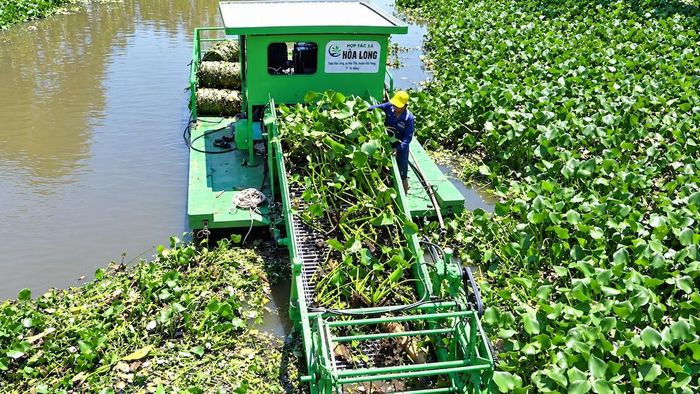 Lục bình được HTX thu gom trên các tuyến kênh ở xã Hòa Long, Đồng Tháp, tận dụng làm nguyên liệu sản xuất phân hữu cơ.