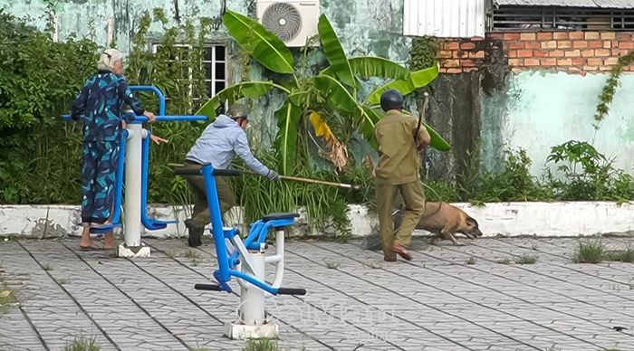 Lực lượng chức năng tuần tra, nhắc nhở, xử lý vi phạm đối với hộ nuôi chó thả rông không đeo rọ mõm, không có người chăn dắt.