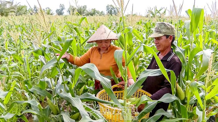 Việc triển khai vốn quỹ hỗ trợ nông dân thông qua tổ hợp tác, tổ hội nghề nghiệp tạo điều kiện để hội viên chia sẻ kinh nghiệm, hỗ trợ nhau về kỹ thuật và từng bước hình thành mối liên kết trong sản xuất. (Trong ảnh: Nông dân trong Tổ hội nông dân nghề nghiệp trồng màu khóm Bào Sơn thu hoạch bắp).