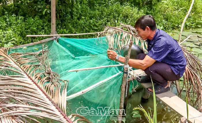 Từ nguồn vốn quỹ hỗ trợ nông dân, ông Trịnh Hoàng Ðức, xã Phước Long, đầu tư con giống, thức ăn và các vật dụng phục vụ nuôi ếch.