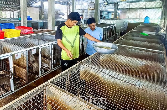 Sau 2 năm vừa nuôi, vừa nhân giống, anh Võ Văn Thức sở hữu đàn chồn hương khoảng 150 con. Anh dự định sẽ tiếp tục mở rộng chuồng trại và vận động đảng viên trong Chi bộ ấp Tân Thành cùng thực hiện.