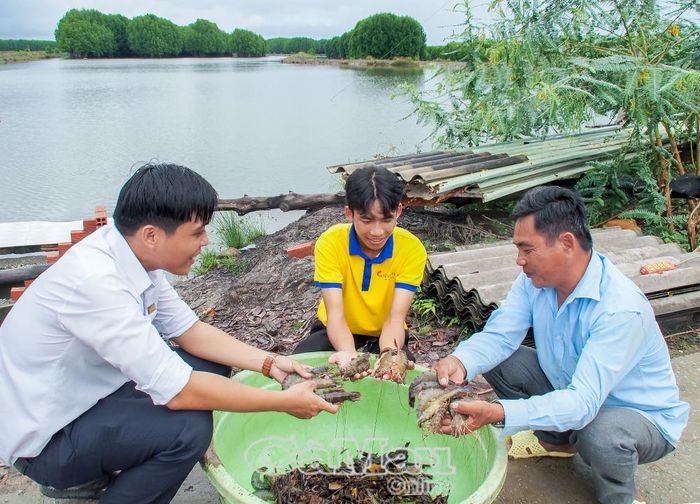 Nhân viên Công ty TNHH Xã hội Tôm chứng nhận Minh Phú hỗ trợ kỹ thuật nuôi tôm cho người dân ấp Đồng Khởi (Xã Phan Ngọc Hiển).