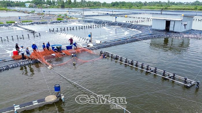 Các mô hình nuôi tôm chất lượng cao tại địa phương sẵn sàng đón các đoàn chuyên gia, doanh nghiệp và du khách đến tham quan, khảo sát thực tế.