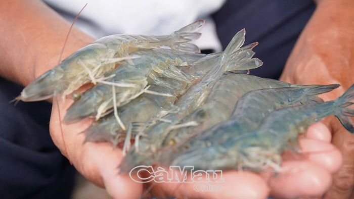 Festival Tôm Cà Mau 2026 được kỳ vọng tạo cầu nối, giúp sản phẩm tôm địa phương tiếp cận sâu hơn với chuỗi cung ứng toàn cầu.