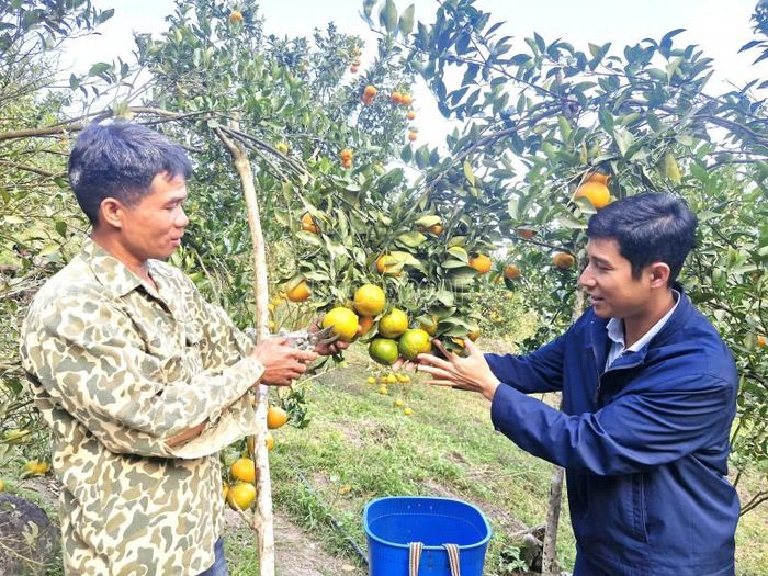 Người nông dân vùng cao Bản Xèo đã biết cách làm giàu từ chính những sườn đồi dốc - Ảnh: Thu Hiền