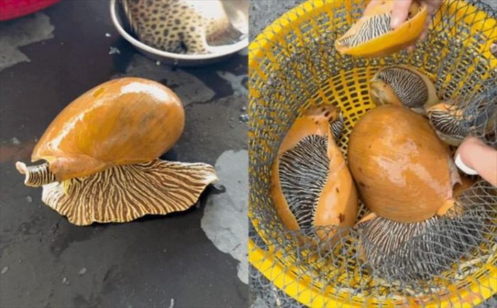 Ốc giác là một trong những loại ốc có kích thước lớn ở Việt Nam. Ảnh: Phụ nữ mới