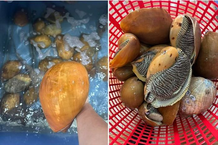 Ốc giác thường sống ở vùng đá ngầm, ghềnh đá, hốc đá hoặc các vách đá dưới mặt nước. Ảnh: Vietnamnet
