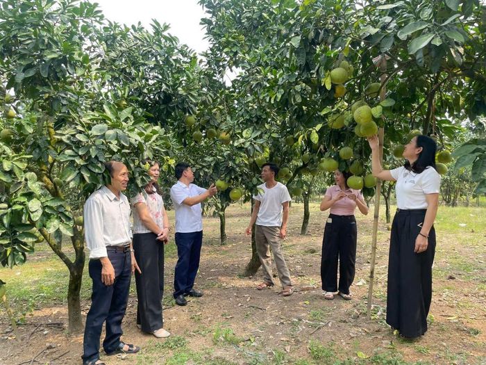 Mô hình trồng bưởi da xanh của gia đình ông Ngô Trọng Bằng (phường Văn Phú) đang khẳng định hiệu quả kinh tế. (Ảnh: Trần Dung - Trung tâm Khuyến nông tỉnh Lào Cai).