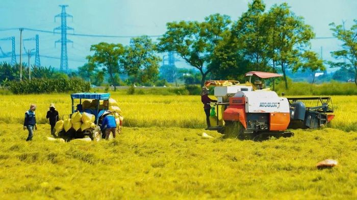 Bảo vệ sản xuất nông nghiệp, hạn chế thiệt hại do thiên tai. (Ảnh minh hoạ)