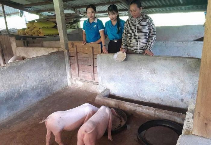 Tại chương trình, 6 cặp heo giống được trao tặng cho các hộ hội viên phụ nữ nghèo, có hoàn cảnh khó khăn