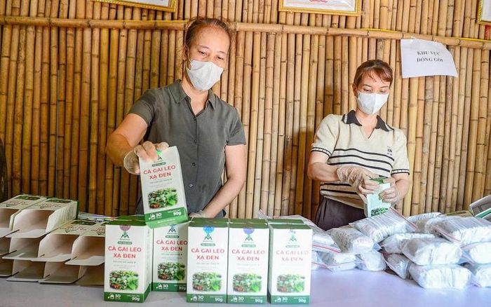 Công nhân đóng gói và kiểm tra sản phẩm cà gai leo xạ đen.