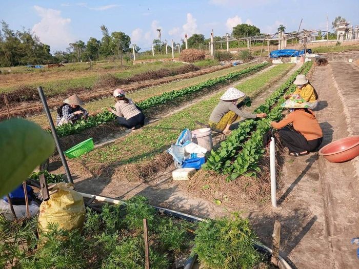Phân bón hữu cơ góp phần bổ sung dinh dưỡng, cải thiện chất lượng đất và hỗ trợ duy trì độ phì nhiêu.