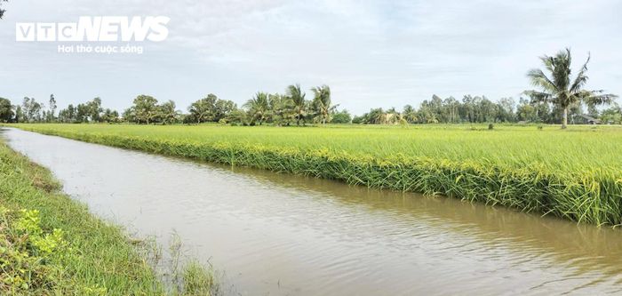 Dự án GORICE đặt mục tiêu 100.000 người tiêu dùng hưởng lợi đến năm 2030.