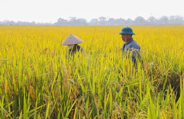 Kiểm tra chất lượng lúa tại xã Kiều Phú. Ảnh: Nguyễn Tuân