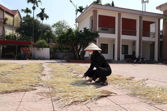 Nhiều hộ dân thôn Phú Mỹ, xã Kiều Phú giữ nghề làm nón lá. Trong ảnh: Phơi lá- nguyên liệu làm nón. Ảnh: Thu Oanh