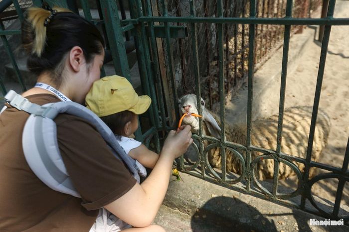 Công viên Thủ Lệ còn là không gian giáo dục trải nghiệm ý nghĩa cho trẻ em. Tại khu vực thú hiền lành, các em nhỏ hào hứng tương tác và tự tay cho chú cừu thân thiện ăn cỏ tươi.