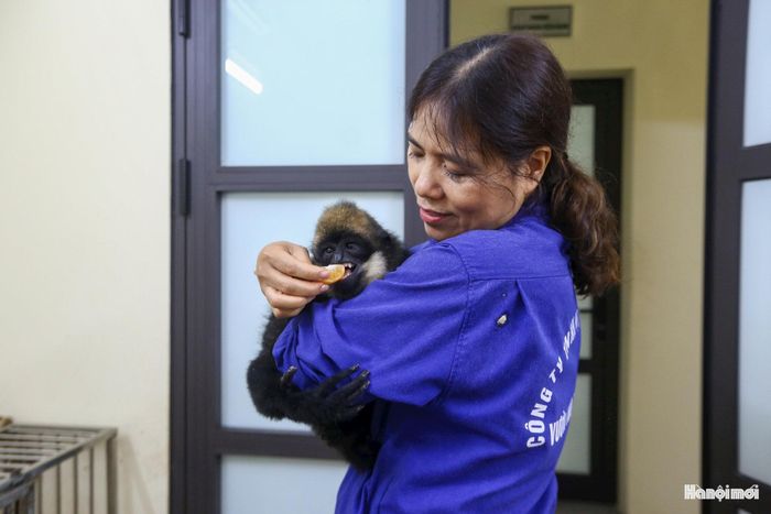 Tại khu vực chăm sóc linh trưởng, niềm vui lớn của Vườn thú Hà Nội thời gian qua là chú vượn đen má trắng con tròn 1 tuổi (sinh tháng 10-2025). Đã qua giai đoạn sơ sinh nhạy cảm, chú vượn nhỏ hiện rất nhanh nhẹn dưới sự theo dõi sát sao của các "bảo mẫu".