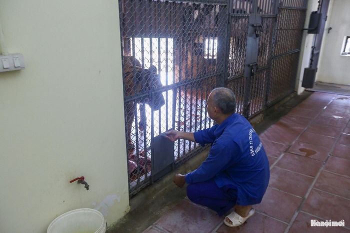 Chú hổ tiếp nhận khẩu phần ăn trong không gian đã được làm vệ sinh sạch sẽ, ngăn nắp. Sức khỏe của đàn thú là phần thưởng lớn nhất cho những giọt mồ hôi của các công nhân chăm sóc.