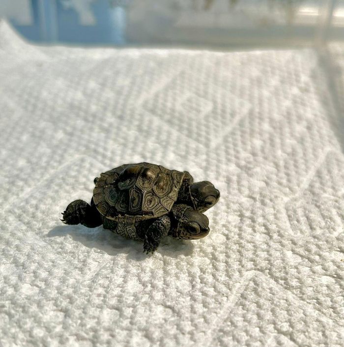 Ảnh: Cape Wildlife Center