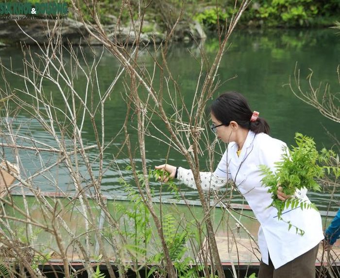 Trên hành trình vào bản tiêm phòng cho đồng bào Đan Lai, cán bộ y tế tranh thủ hái rau dún dọc sông Giăng, để bữa trưa có thêm đĩa rau xanh giữa núi rừng. Ảnh: V. Đồng