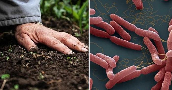 Vi khuẩn gây bệnh Whitmore có trong đất, nước nhiễm khuẩn và xâm nhập vào cơ thể qua da, qua vết thương hở. Ảnh MH