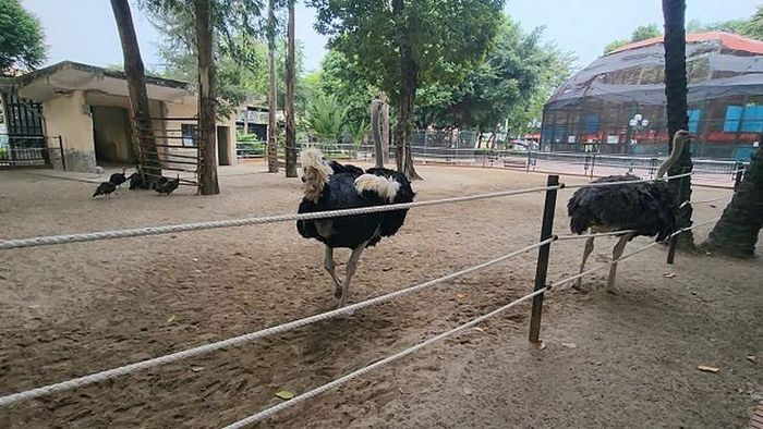 Khu nuôi nhốt đà điểu trong Công viên Thủ Lệ. Ảnh: V.A.
