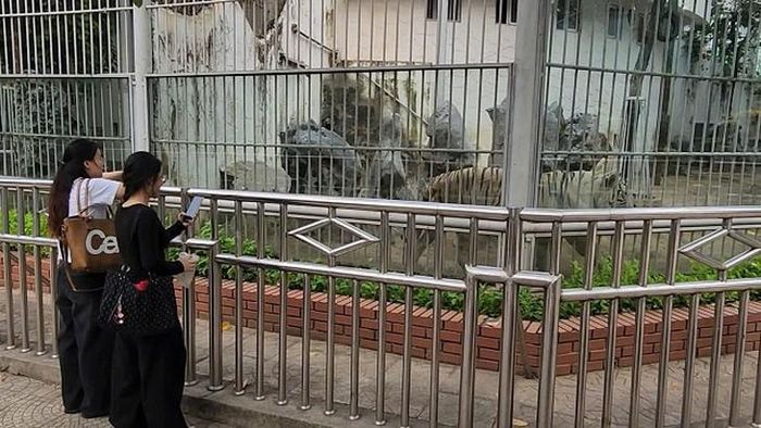 Khu nuôi nhốt hổ trong Công viên Thủ Lệ. Ảnh: V.A.