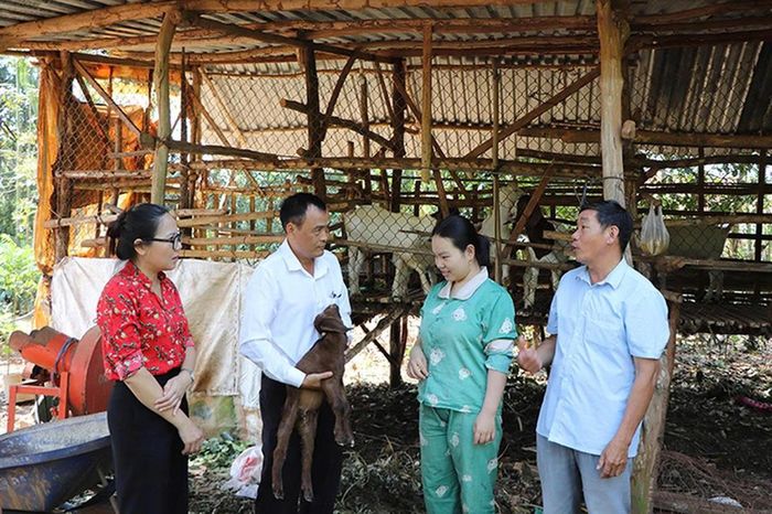 Từ những con dê giống, gia đình bà Đỗ Thị Chín ở xã Hoà Hiệp đã thoát nghèo Ảnh: ĐK.