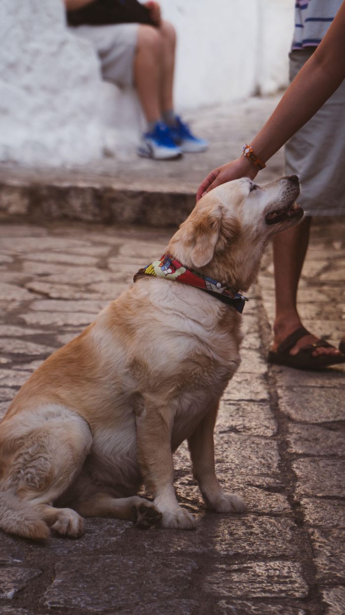  Sự gắn kết giữa người và chó bền chặt. Ảnh minh họa: Pexels/Adem Kömürcü 