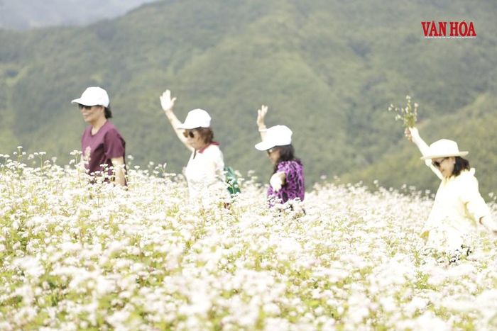 Những ngày này, hoa tam giác mạch vùng cao nguyên đá nở rộ, thu hút đông du khách thập phương đến tham quan, chiêm ngưỡng