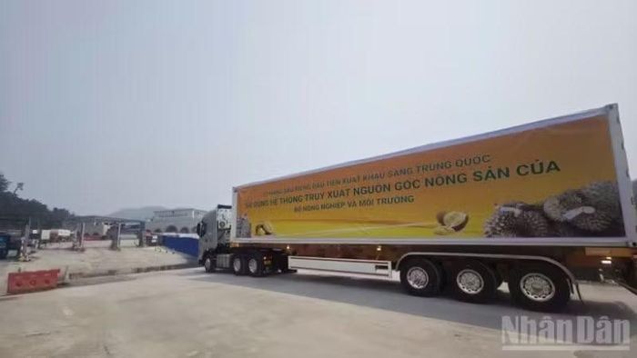 Xe chở sầu riêng xuất khẩu vào thị trường Trung Quốc theo diện Luồng xanh sử dụng hệ thống truy xuất nguồn gốc của Bộ Nông nghiệp và Môi trường tại khu vực Cửa khẩu Quốc tế Hữu Nghị, tỉnh Lạng Sơn. (Ảnh: NHẬT MINH)