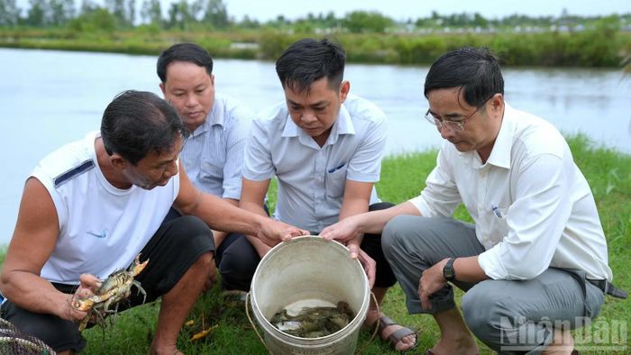 Phó Bí thư Thường trực Đảng ủy xã Tân Thuận (tỉnh Cà Mau) Huỳnh Nhật Trường (bên phải) cùng cán bộ chuyên trách của xã xuống nắm tình hình thu hoạch tôm quảng canh cải tiến của người dân địa phương. (Ảnh: HỮU TÙNG)