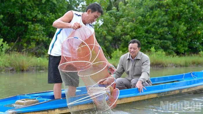 Đổ lú thu hoạch tôm quảng canh cải tiến của nhà nông xã Tân Thuận, tỉnh Cà Mau. (Ảnh: HỮU TÙNG)