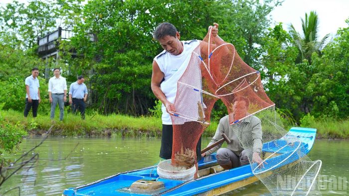 Nhờ áp dụng tốt quy trình nuôi tôm quảng canh cải tiến 2 giai đoạn sử dụng chế phẩm sinh học, thu nhập từ 7ha đất của gia đình ông Trương Thanh Sang tăng từ khoảng 200 lên khoảng 700 triệu đồng. (Ảnh: HỮU TÙNG)