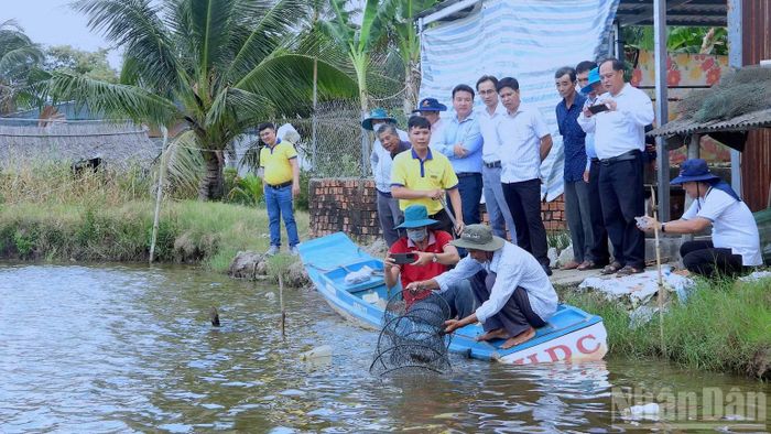 Dù đa phần vụ nuôi thành công nhưng năng suất trung bình của mô hình nuôi tôm quảng canh cải tiến tại Cà Mau còn quá thấp, hiện chỉ từ 450-500kg/ha/năm. (Ảnh: HỮU TÙNG)