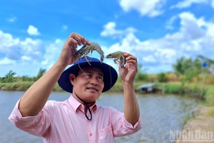 Thạc sĩ Mã Huy, Phó Giám đốc Trung tâm Khuyến nông Cà Mau kiểm tra chất lượng tôm nuôi theo mô hình quảng canh cải tiến triển khai trong dân. (Ảnh: HỮU TÙNG)