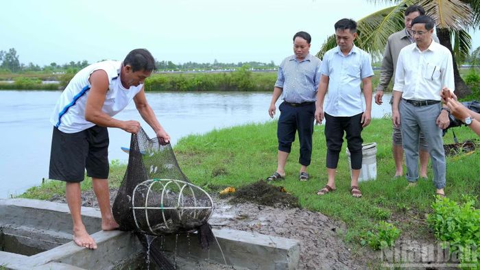 Phó Bí thư Thường trực Đảng ủy xã Tân Thuận (tỉnh Cà Mau) Huỳnh Nhật Trường (bên phải) thị sát mô hình nuôi tôm quảng canh cải tiến của người dân địa phương. (Ảnh: HỮU TÙNG)