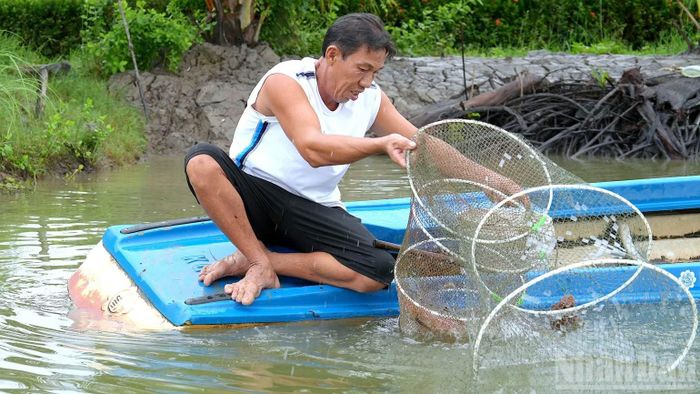 Ông Trương Thanh Sang (ấp Hiệp Bình, xã Tân Thuận, tỉnh Cà Mau) dùng ngư cụ thu hoạch tôm quảng canh cải tiến nuôi theo quy trình 2 giai đoạn. (Ảnh: HỮU TÙNG)