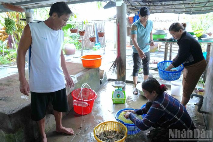 Ông Trương Thanh Sang, ấp Hiệp Bình, xã Tân Thuận, tỉnh Cà Mau (bên trái) cùng người nhà lựa tôm bán cho thương lái. (Ảnh: HỮU TÙNG)