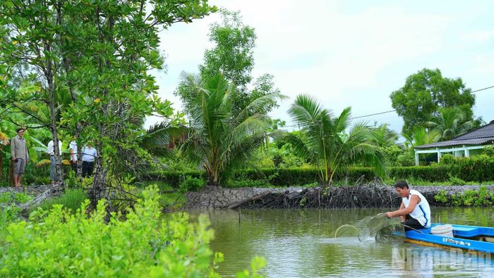 Nông dân xã Tân Thuận (tỉnh Cà Mau) thu hoạch tôm nuôi theo mô hình quảng canh cải tiến 2 giai đoạn. (Ảnh: HỮU TÙNG)