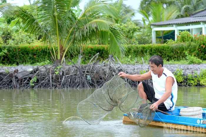 Nông dân Cà Mau trúng mùa tôm nhờ áp dụng đúng quy trình kỹ thuật cải tiến 2 giai đoạn sử dụng chế phẩm sinh học kiểm soát môi trường nước. (Ảnh: HỮU TÙNG)