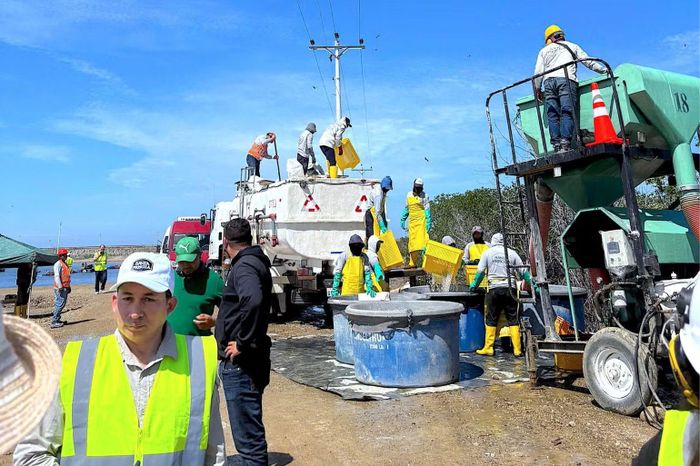 Công đoạn thu hoạch, vận chuyển tôm nguyên liệu tại ruộng ở Ecuador. (Ảnh: HỒ VIỆT)