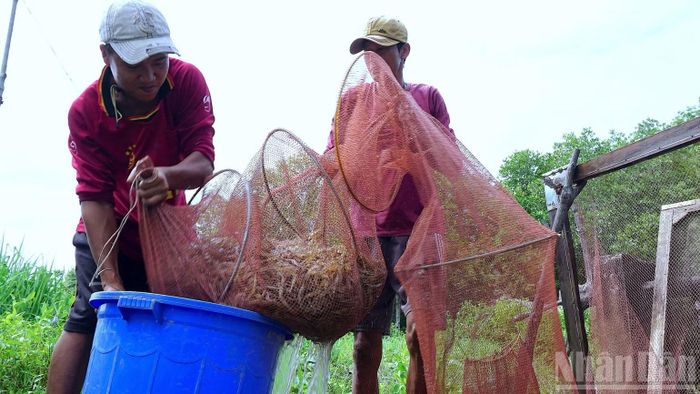 Nhà nông Cà Mau thu hoạch tôm quảng canh cải tiến. Đây cũng là nguồn nguyên liệu sạch phục vụ chế biến xuất khẩu. (Ảnh: HỮU TÙNG)