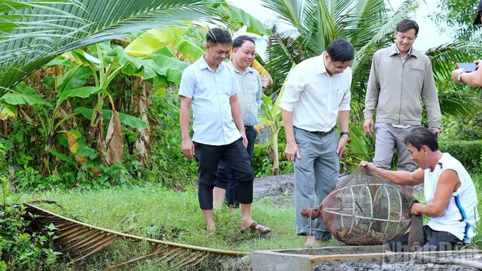 Lãnh đạo và cán bộ chuyên trách nông nghiệp xã Tân Thuận (tỉnh Cà Mau) khảo sát thực tế hiệu quả mô hình nuôi tôm quảng canh cải tiến trong dân. (Ảnh: HỮU TÙNG)